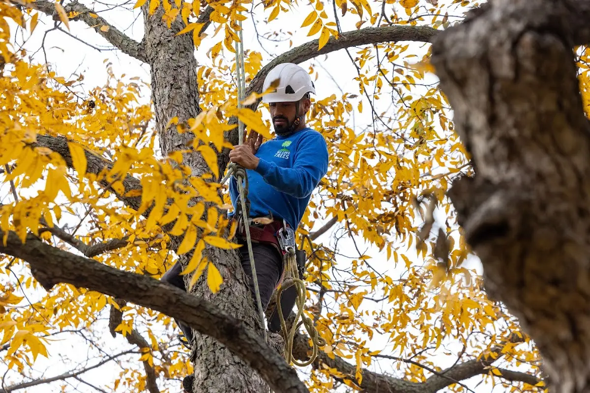 Skilled Tree Trimming crew working in Angel Fire