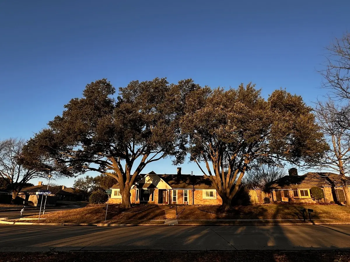 Established residential canopy tree shading a home in Angel Fire