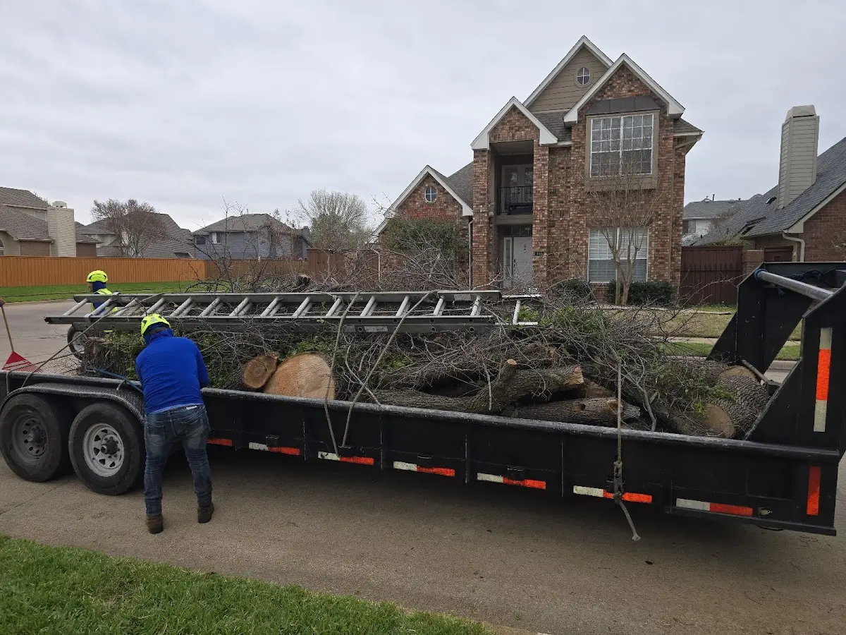 Expert Tree Pest Control with proper safety equipment in Angel Fire